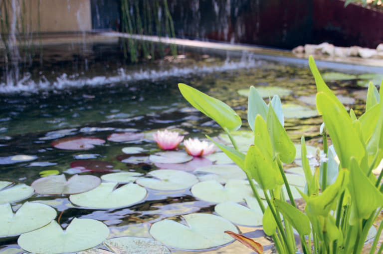 Die Kiesfilterzone im unteren Geschoss des Pools wurde mit Seerosen bepflanzt.