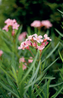 Nerium oleander ist ein in Tessiner Gärten häufig anzutreffender immergrüner Strauch.